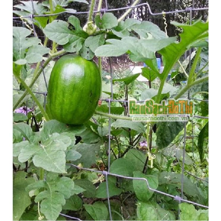 Hạt giống dưa hấu nụ - dưa hồng, dưa canh - Phú Nông 3gr/gói