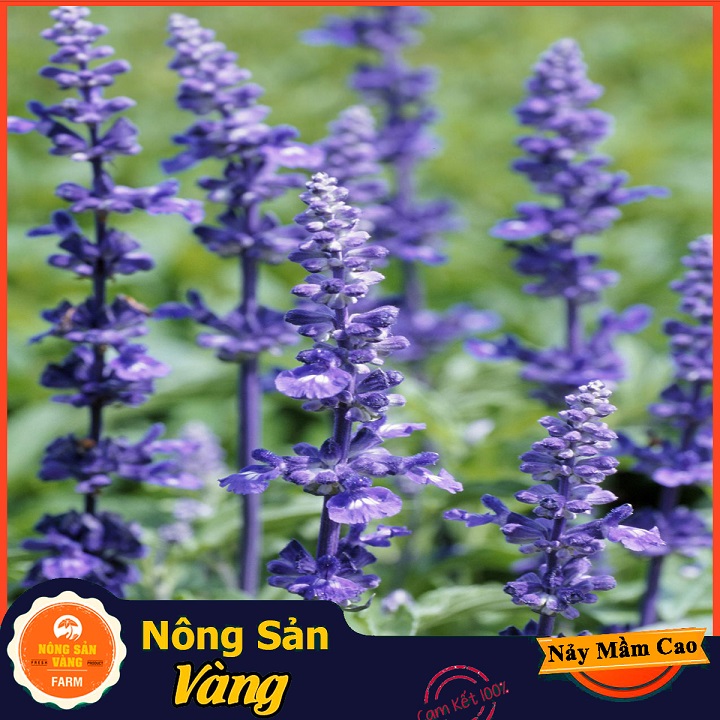 Hạt giống Hoa Oải Hương - Nông Sản Vàng
