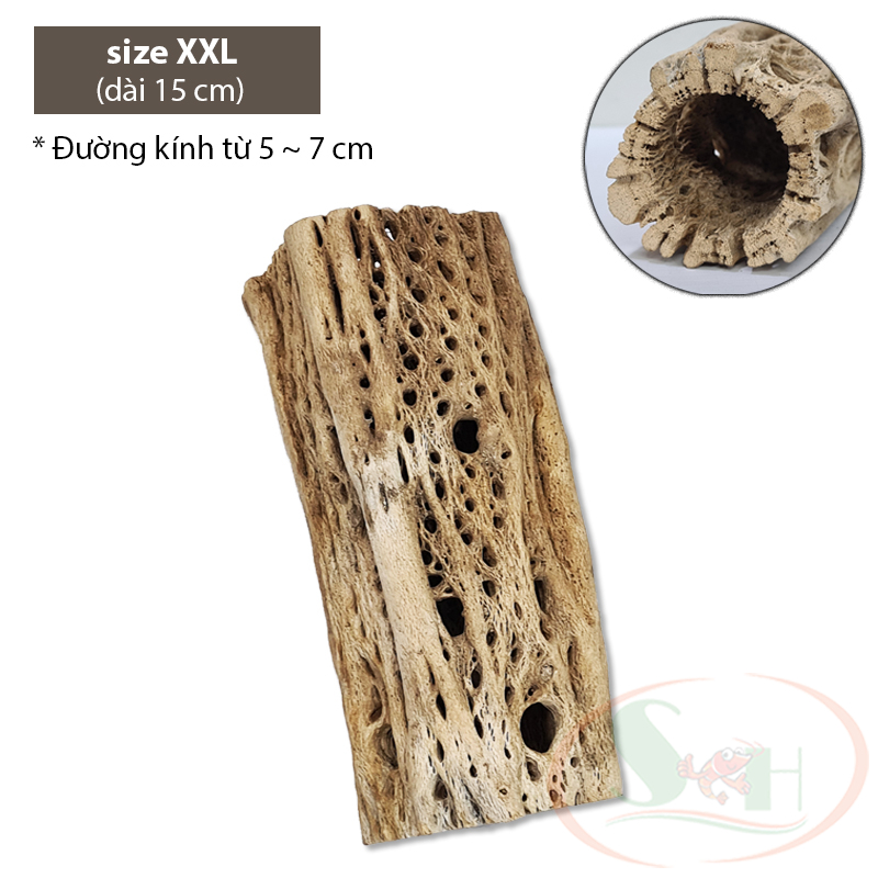Lũa cholla cactus wood xương rồng staghorn teddy bear đồ chơi trang trí bể cá tép - size L - Dài 15 cm
