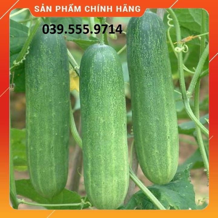 Hạt giống Dưa Leo Xanh F1 (VA.103) Chịu Nhiệt – 1gram