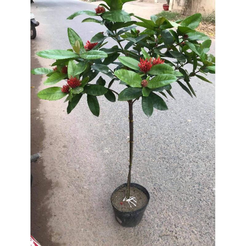 MẪU ĐƠN TA THOÁT THÂN TỪ 60CM