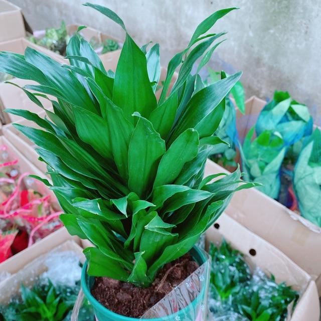 Chậu Phát Tài Nhật