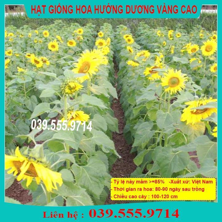 HẠT GIỐNG HƯỚNG DƯƠNG VÀNG CAO CHẤT LƯỢNG CAO