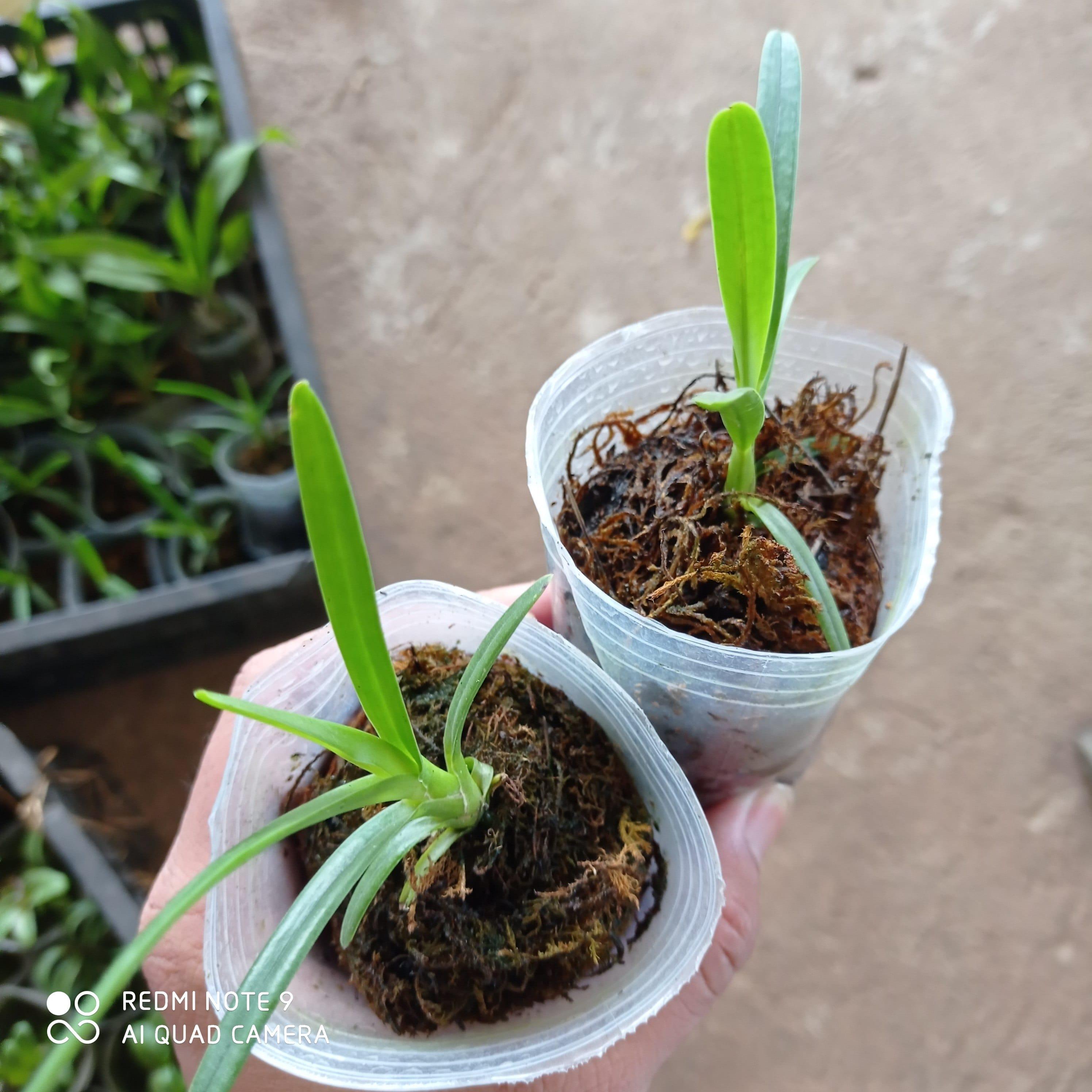 Hoa lan kiếm, lan kiếm hoàng long lai kim long