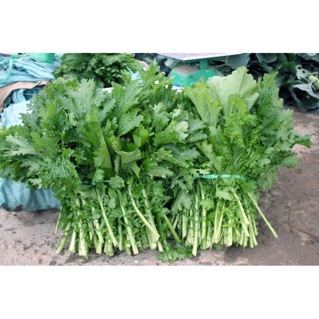 Hạt giống rau cải mèo gói 20gr
