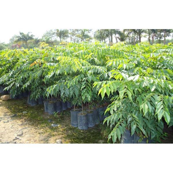 Cây Sấu quả chùm siêu năng suất - cây giống to khỏe, nhanh trái