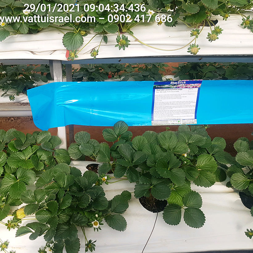 Keo dính Màu Xanh nhập khẩu Israel Blue Trap dùng Diệt Bọ Trĩ gây hại nông nghiệp và hiệu lực keo trên 8 tháng chịu mưa nắng và nước tưới