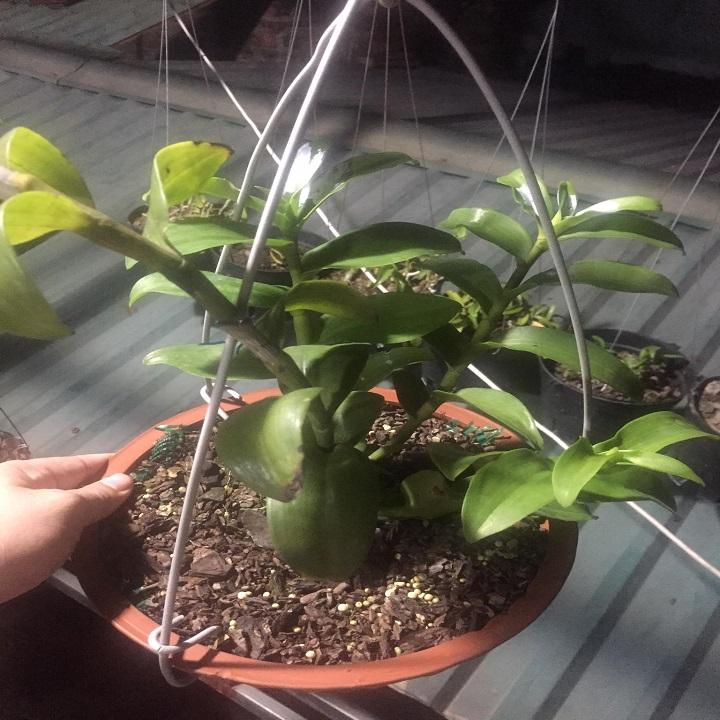 CHẬU Lan Phi điệp 5 cánh trắng THỦY TIÊN
