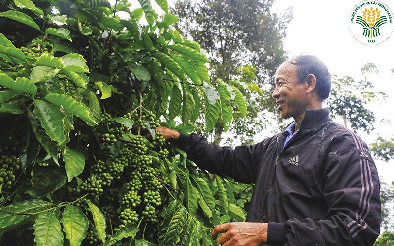 200 GRAM HẠT GIỐNG CÀ PHÊ DÂY THUẬN AN CAO SẢN .
