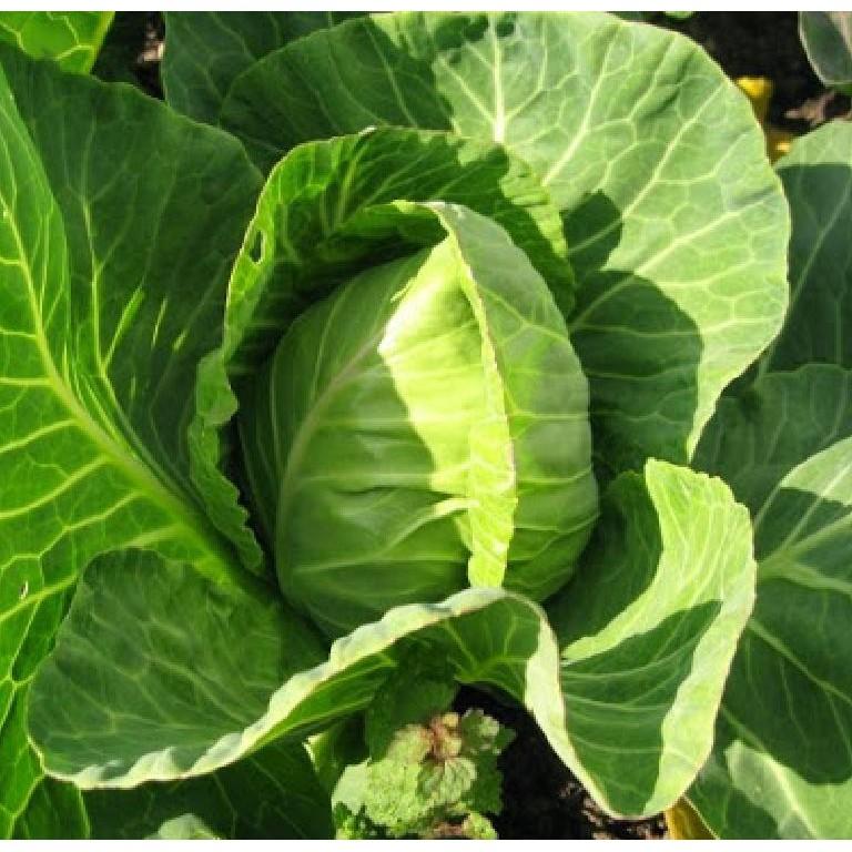 COMBO 2 gói hạt giống cải bắp trái tim xanh
