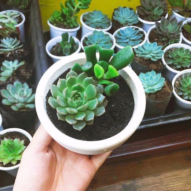 Hạt Giống Sen Đá Mix