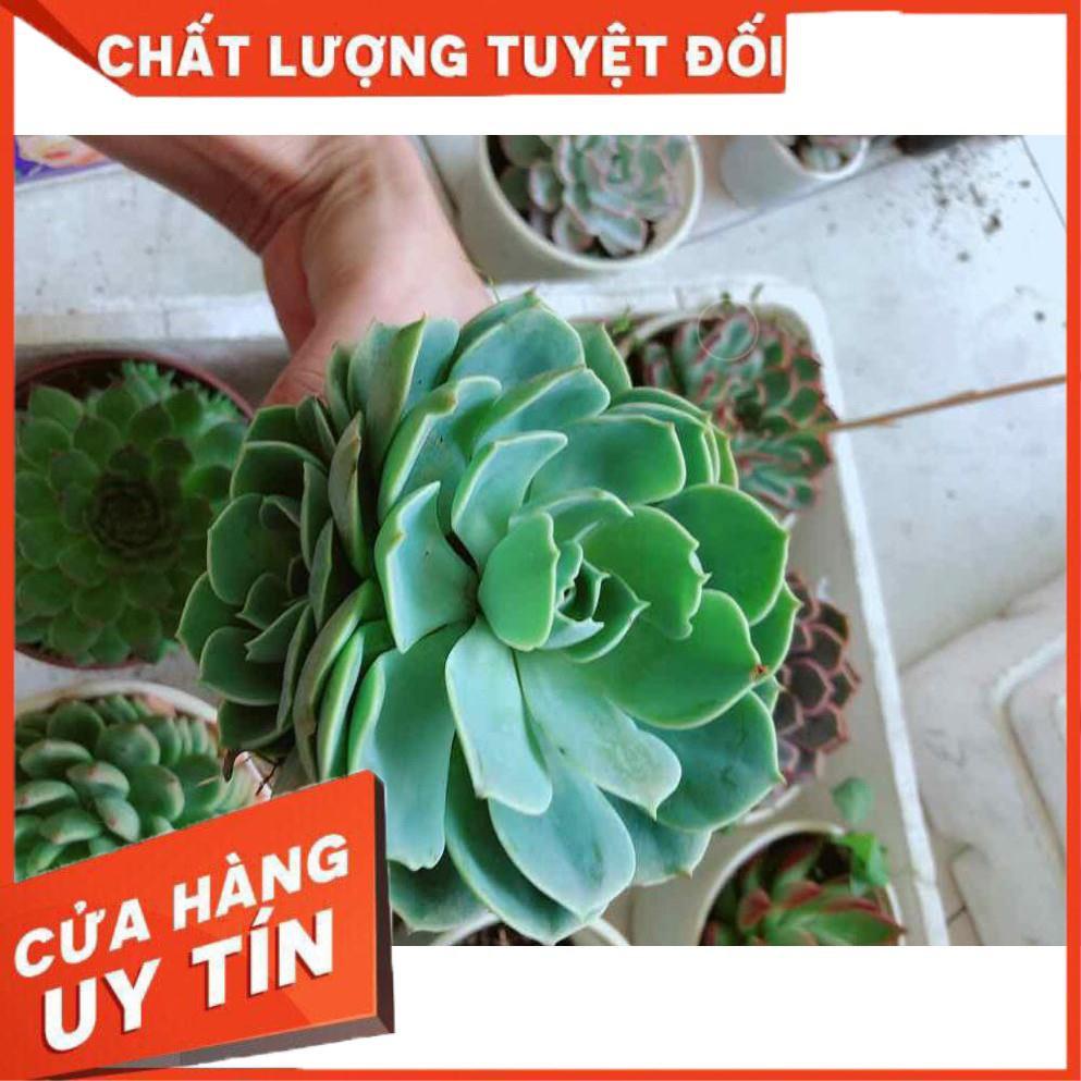 Sen đá xanh đất Nhiều Người Mua