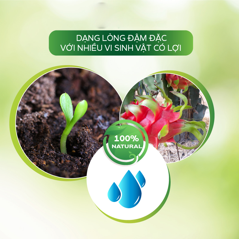 Thuốc Trị Nấm AT Chibozin 250ml Phòng Trừ Nấm Tắc Kè, Đốm Nâu Trên Thanh Long, Bao Trái Tăng Năng Suất