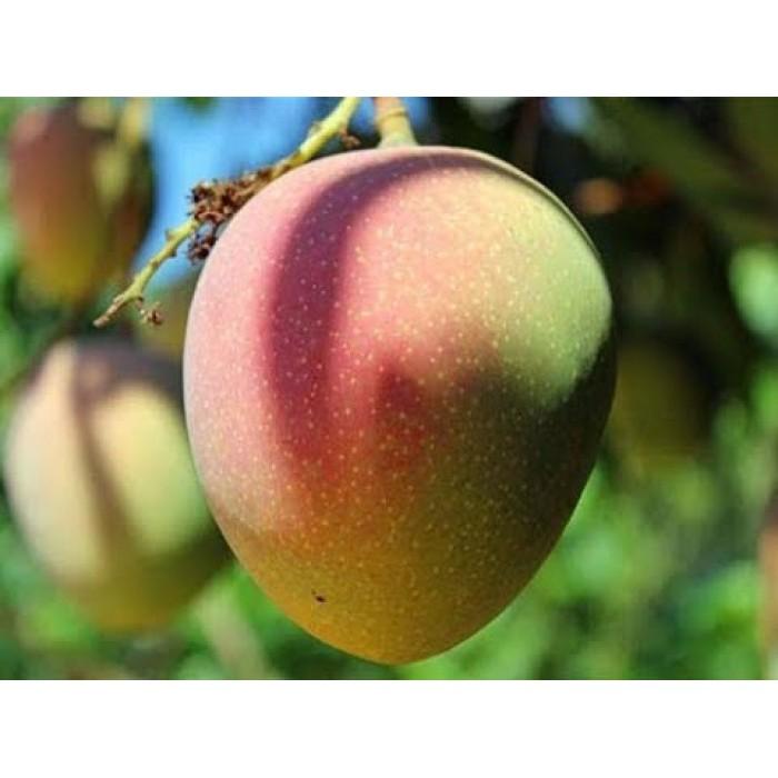 CÂY GIỐNG XOÀI ÚC SIÊU QUẢ