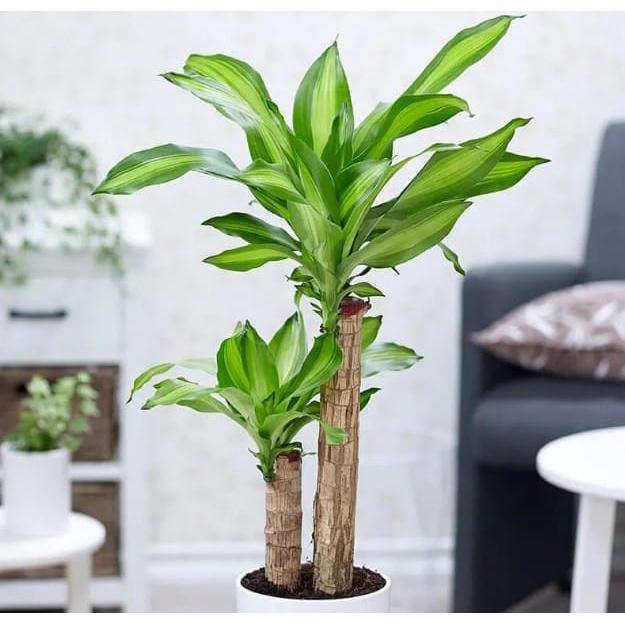 CÂY GIỐNG CÂY PHÁT TÀI ..