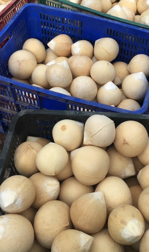Dừa xiêm chuẩn ngon, ngọt - HNH Food Farm