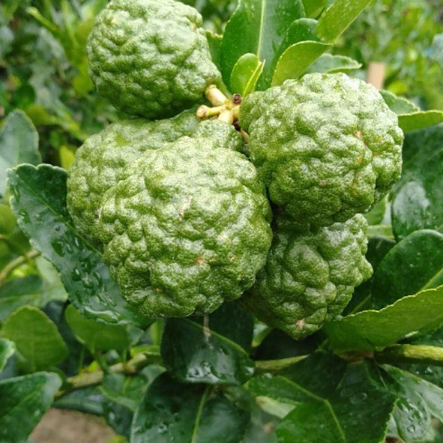 Cây giống chanh chúc