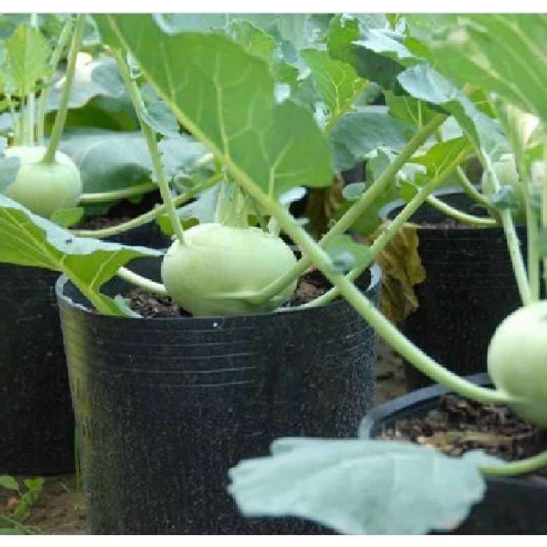 Hạt giống củ su hào xanh dể trồng -gói 20 hạt/tặng kèm gói phân bón lót