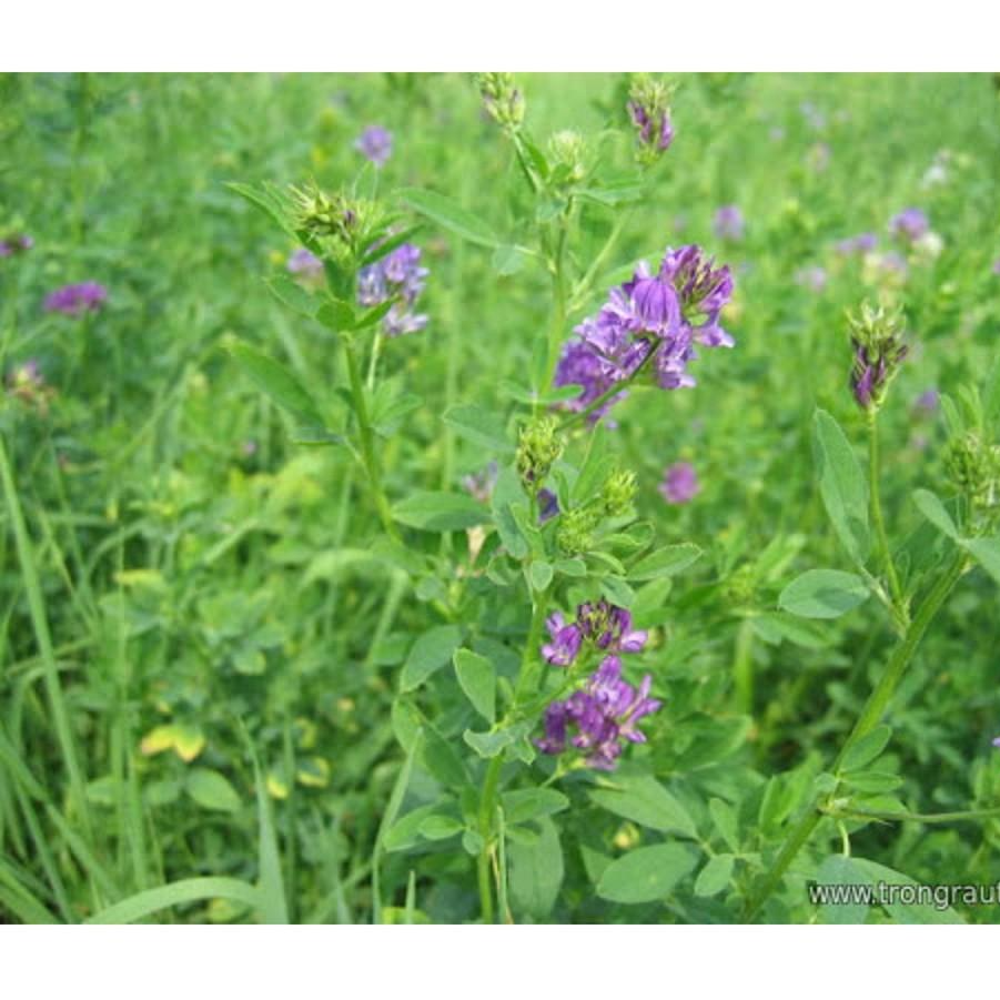 Hạt cỏ chăn nuôi ALFALFA Linh Lăng - Cỏ Họ Đậu - Hạt giống Cỏ Chăn Nuôi Trâu,bò,lợn,gà,cá