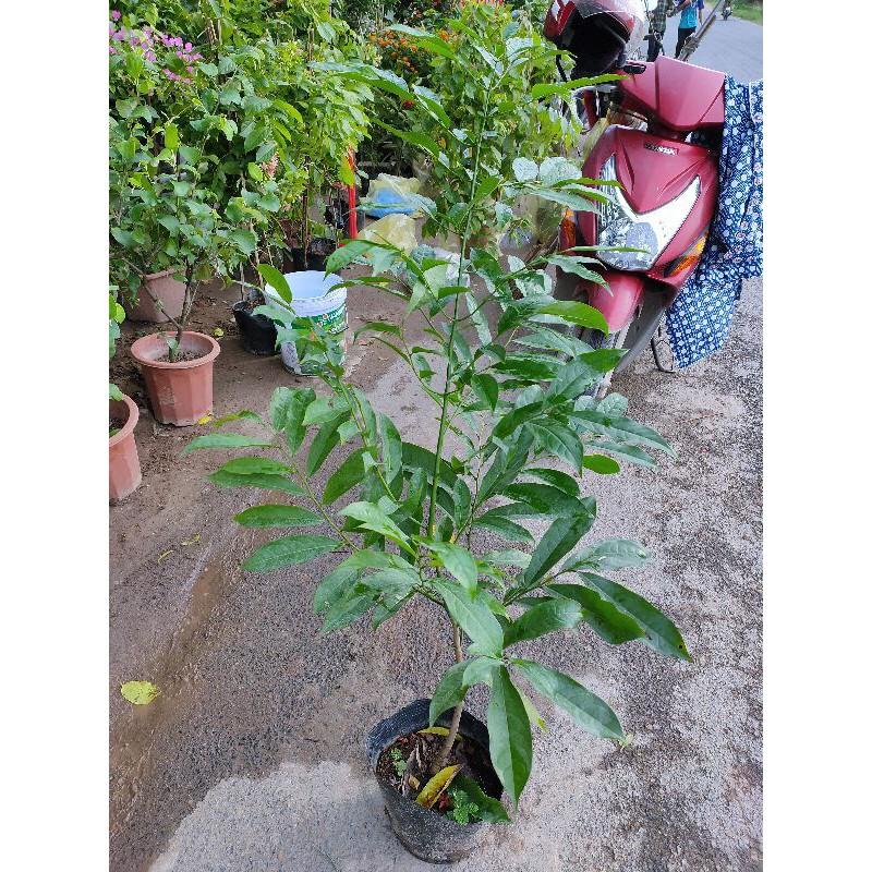 Hoa móng rồng đẹp lạ,cây cao 1,2m