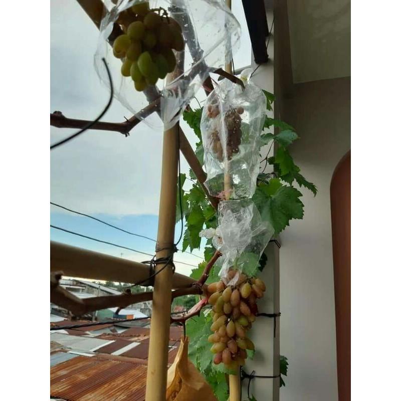 Giống nho leo giàn