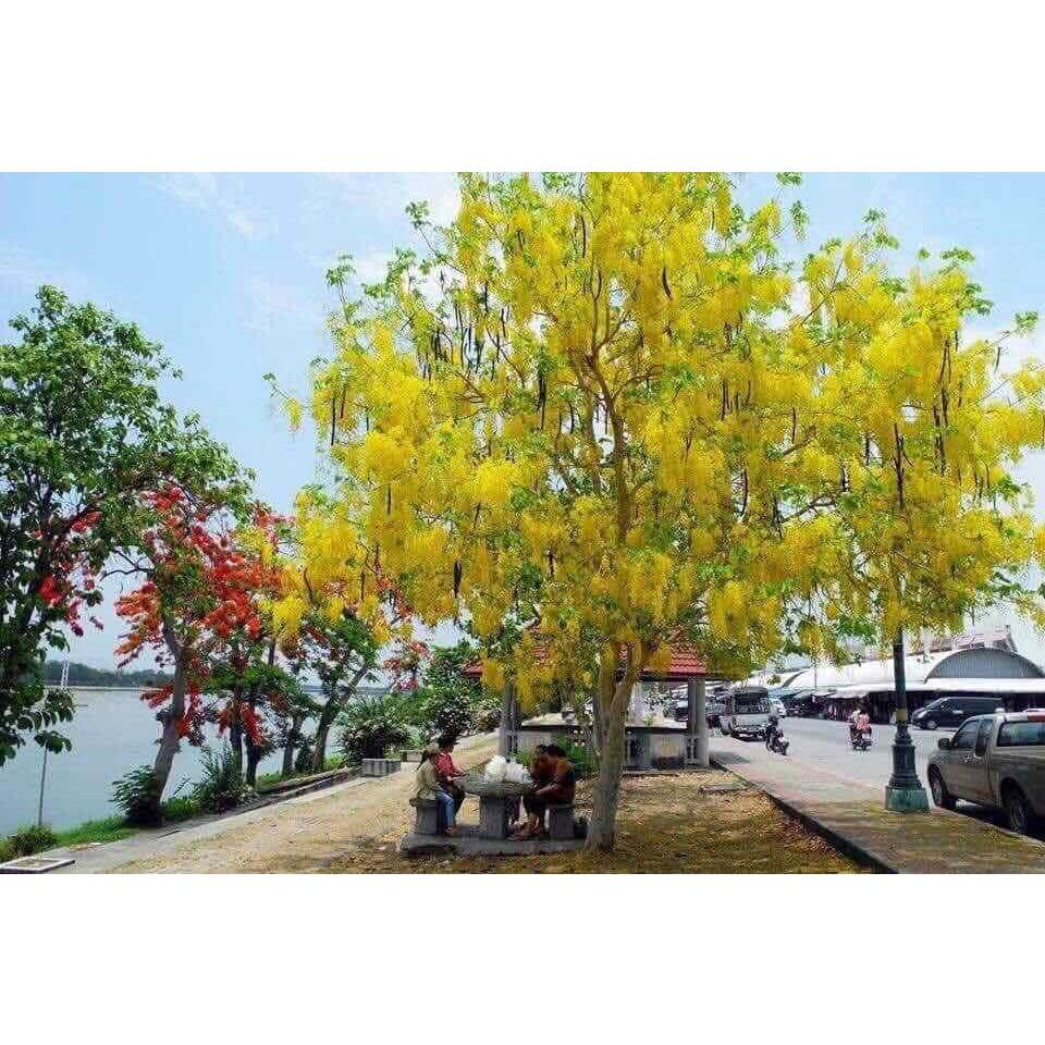 Cây giống muồng hoàng yến