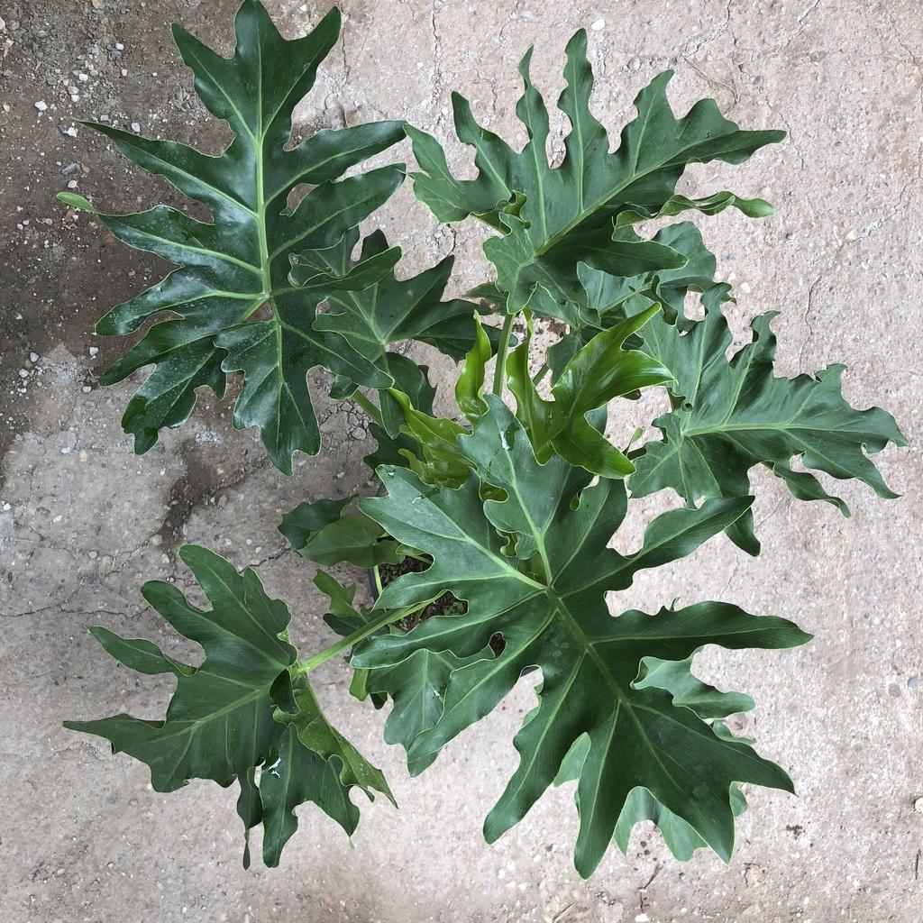Cây trầu bà thanh xuân to, Cao 50cm tán lá cực dày xanh mướt bắt mắt, thanh lọc không khí