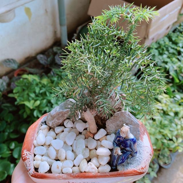 Chậu tùng bồng lai bonsai