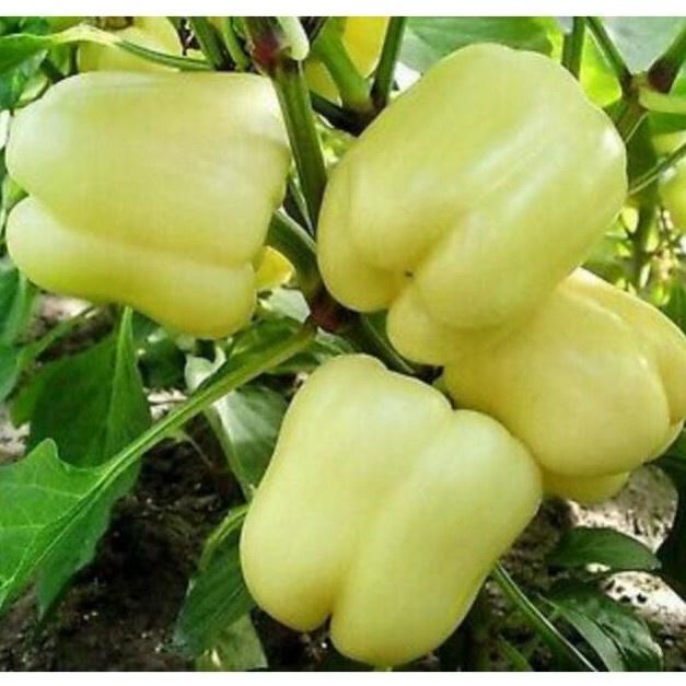 Hạt giống ớt chuông mix nhiều màu, đóng gói 5 hạt