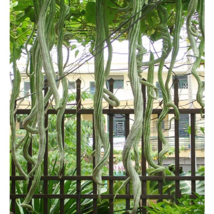 Hạt giống mướp rắn siêu dài -gói 5 hạt/tặng kèm gói phân bón lót