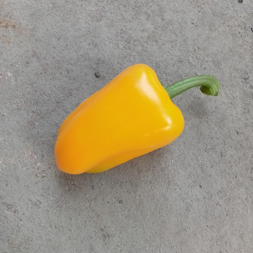 Hạt Giống Ớt chuông Baby Yellow