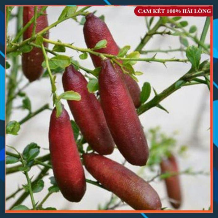 Cây Giống - Cây Giống Chanh Ngón Tay Úc Vị Cực Ngon, Dễ Trồng SAMSON GARDEN