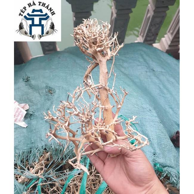 Lũa Xương Chùm 50Gr - Dùng Làm Tán Bonsai Trong Bể Thủy Sinh