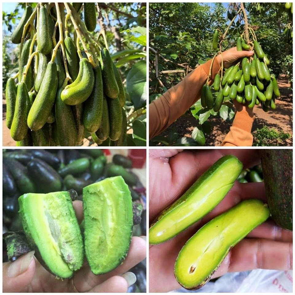 CÂY GIỐNG BƠ SIÊU TRÁI