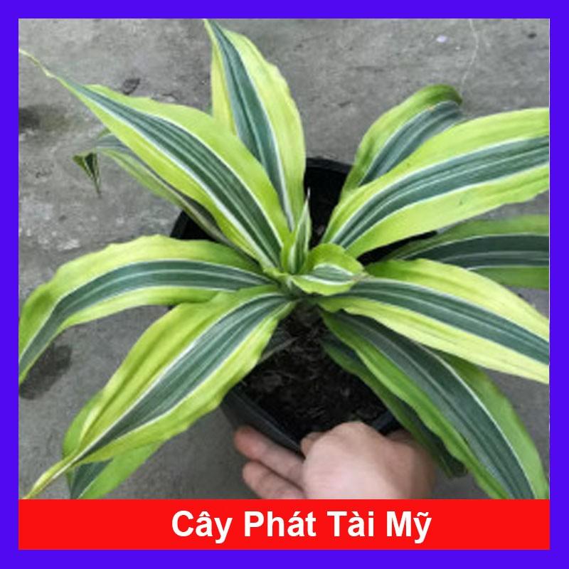 Cây Phát Tài Mỹ - Cây cảnh phong thủy + Tặng phân bón cho cây