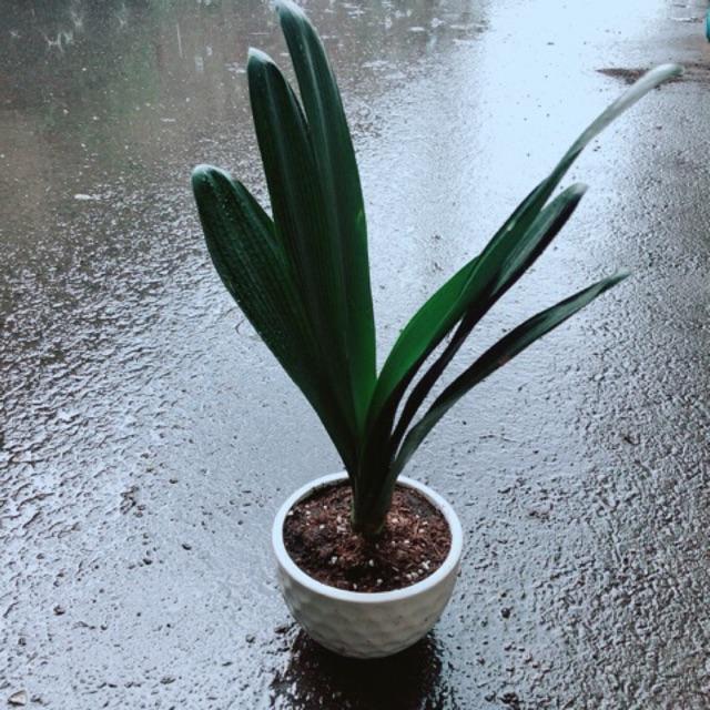 Chậu Lan Quân Tử