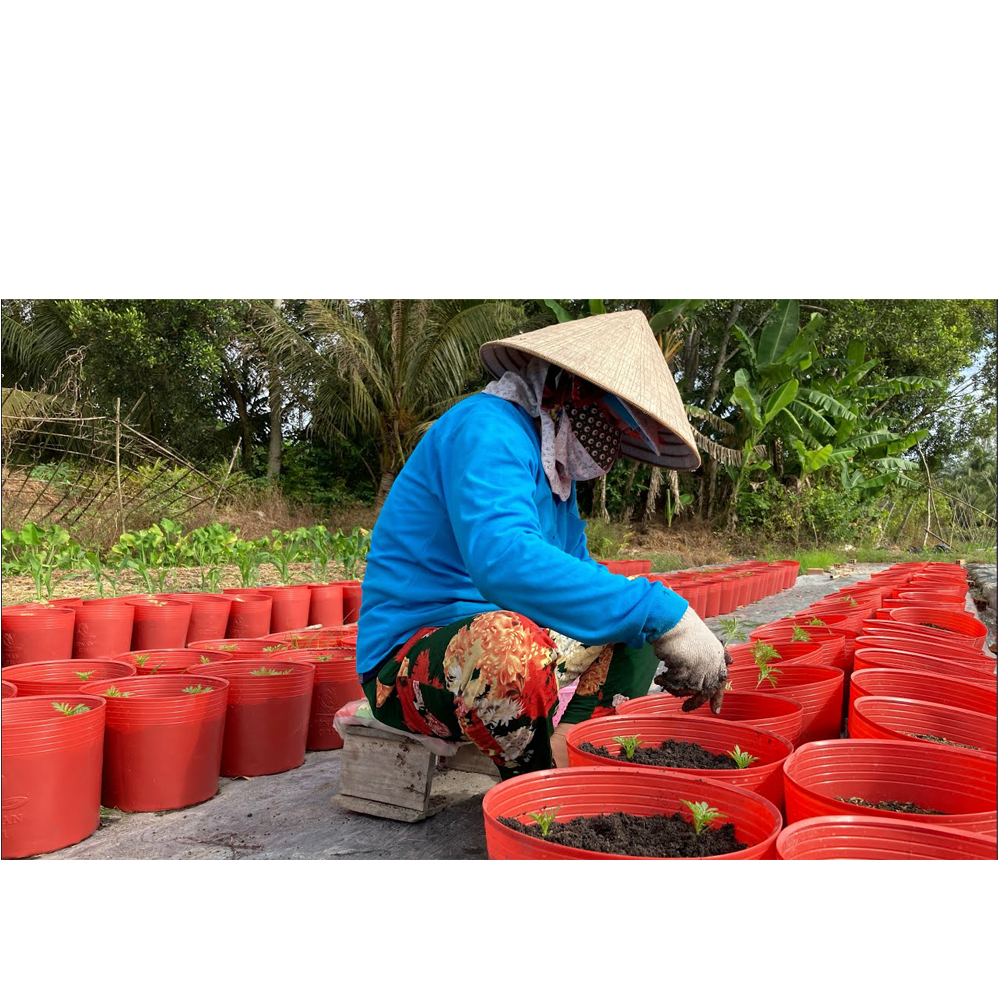 300 Chậu Nhựa Đỏ C11 Miệng,cao,đáy 27x22x22cm trồng cây ăn trái và hoa siêu bền-77702