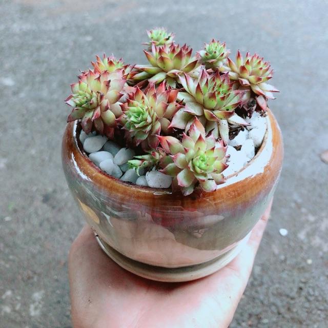 Chậu Phật Bà Đỏ
