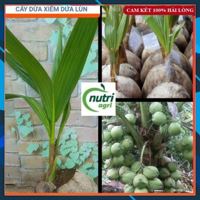 Cây Giống - Cây Dừa Xiêm Dứa Lùn Giống Bến Tre Siêu Quả SAMSON GARDEN
