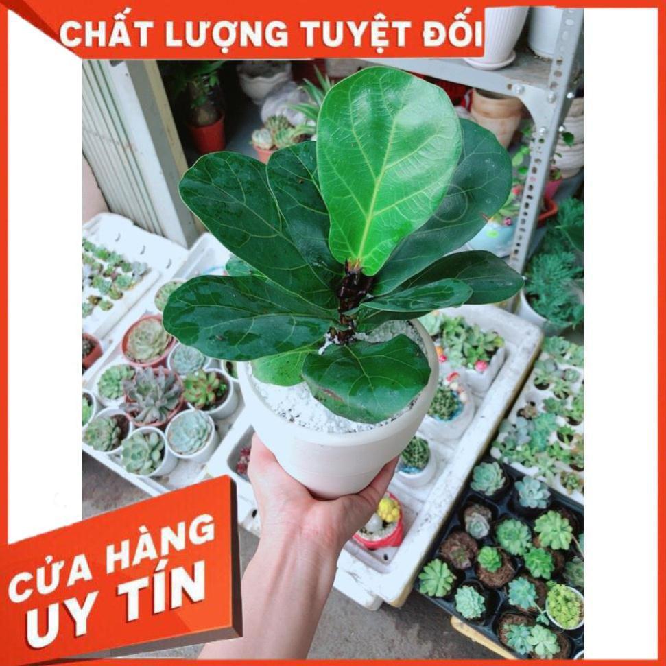 Chậu bàng singapore