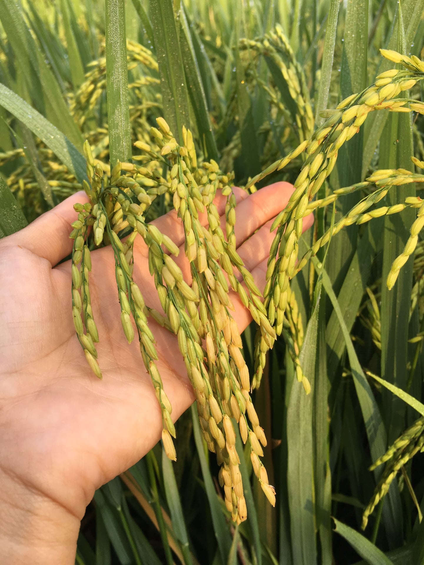PHÂN BÓN GIÚP HẠT LÚA CHÍN CHẮC TỚI CẬY, NO TRÒN, NẶNG KÍ - CHẮC HẠT 1L