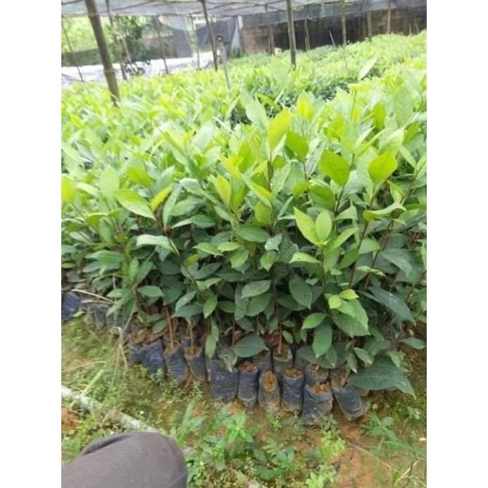 10 cây chè xanh thái nguyên 8k 1 cây