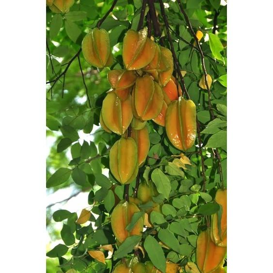 Cây giống khế ngọt - khế chua siêu quả hàng chuẩn F1, năng suất cao, mọng nước