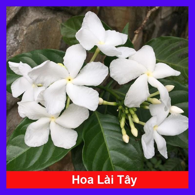 Cây hoa lài tây ( hoa nhài tây ) - Cây cảnh sân vườn + tặng phân bón cho cây