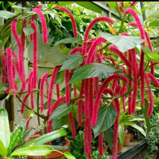 Hạt giống hoa Tai Tượng Đuôi Chồn Đỏ KNS3685 - Gói 30 hạt