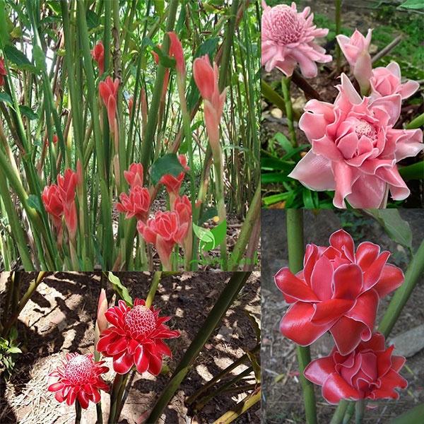 Củ giống cây hoa sen đa lộc