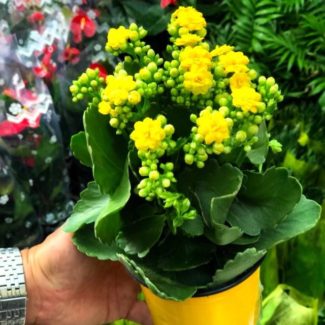 Chậu Sống Đời Hoa Vàng - Hasfarm