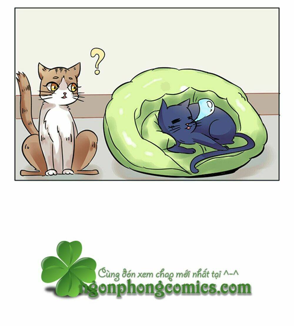 hai chú mèo totem chapter 8 23