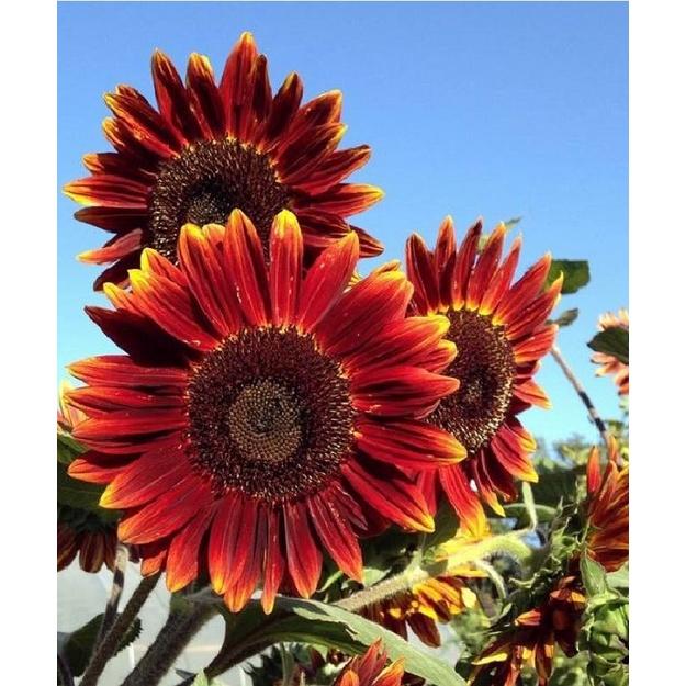 Hạt giống hoa hướng dương hoa đỏ - Gói 10 hạt