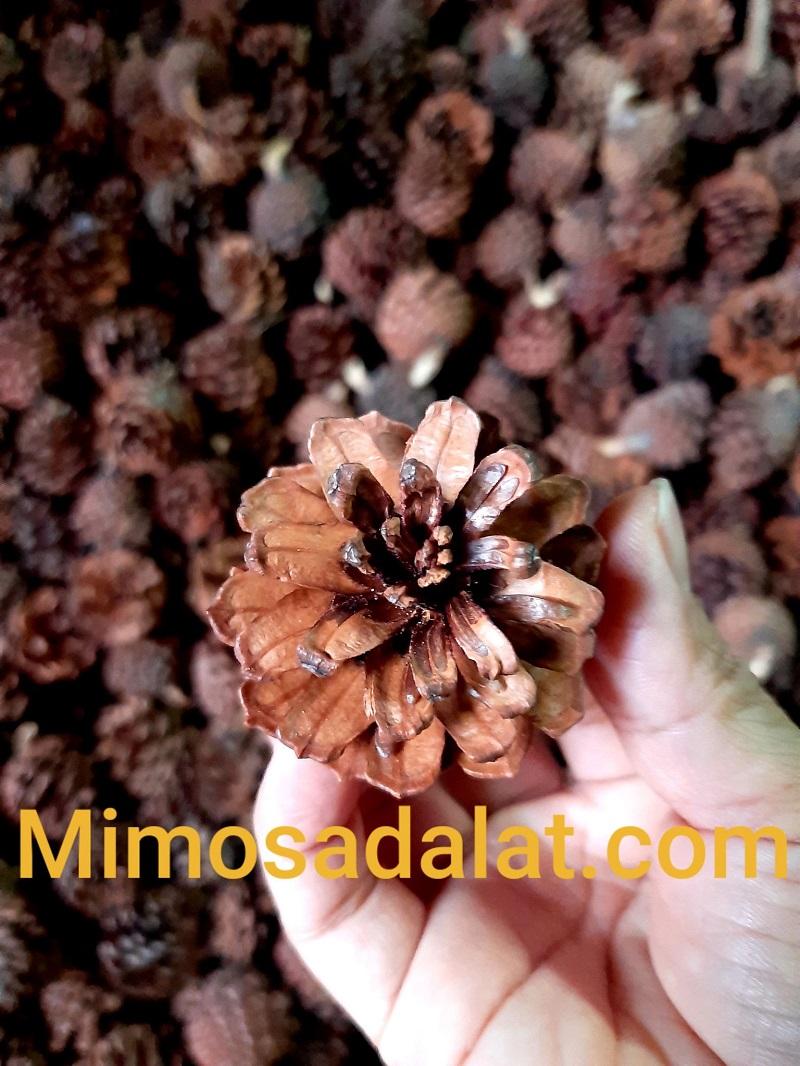 Quả thông khô phụ kiện trang trí giáng sinh